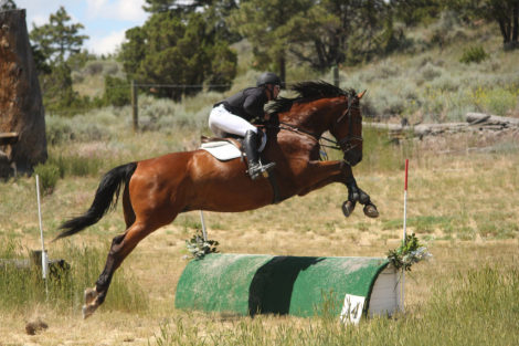 HorseID: 2300032 Bronson PW - PhotoID: 1081430