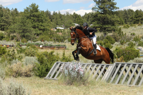 HorseID: 2300032 Bronson PW - PhotoID: 1081431