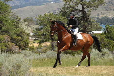 HorseID: 2300032 Bronson PW - PhotoID: 1081433