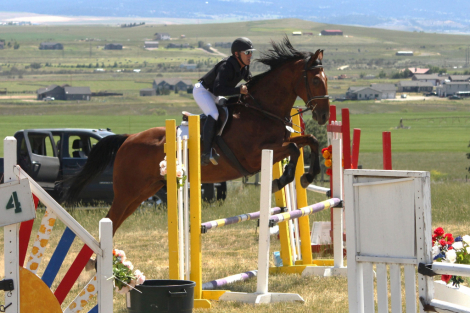 HorseID: 2300032 Bronson PW - PhotoID: 1081434