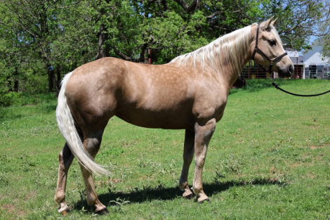 HorseID: 2300047 Ima Blonde Chex - PhotoID: 1081447