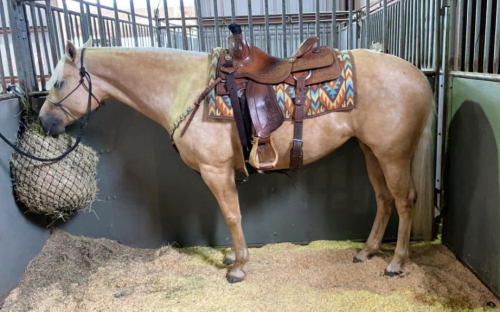 HorseID: 2300047 Ima Blonde Chex - PhotoID: 1081449