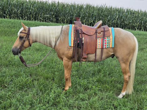 HorseID: 2300048 RWS FROSTED GOLD - PhotoID: 1081450