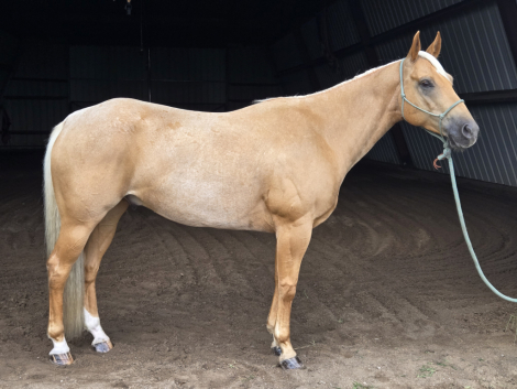 HorseID: 2300048 RWS FROSTED GOLD - PhotoID: 1081451