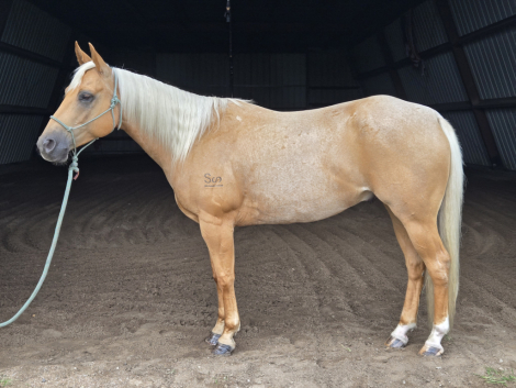 HorseID: 2300048 RWS FROSTED GOLD - PhotoID: 1081452