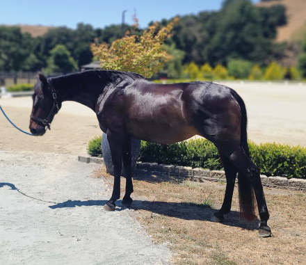 HorseID: 2300049 Kiara BC - PhotoID: 1081454