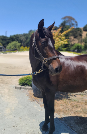 HorseID: 2300049 Kiara BC - PhotoID: 1081455