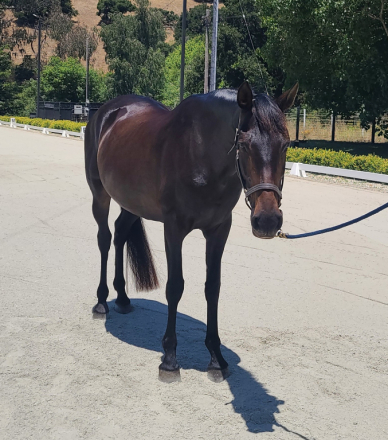 HorseID: 2300049 Kiara BC - PhotoID: 1081456