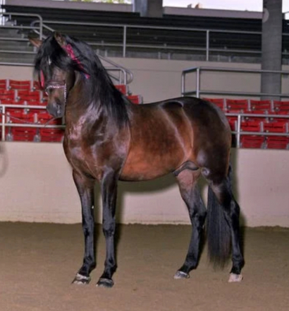 HorseID: 2300049 Kiara BC - PhotoID: 1081457