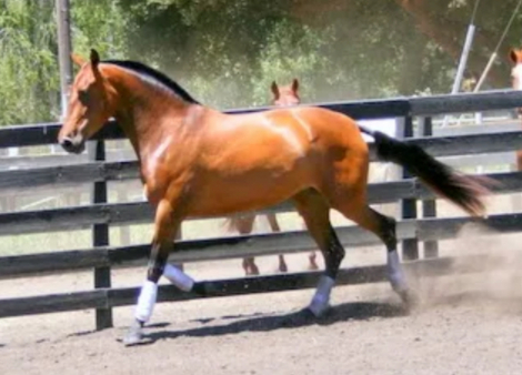 HorseID: 2300049 Kiara BC - PhotoID: 1081458