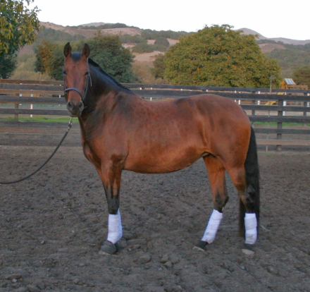 HorseID: 2300049 Kiara BC - PhotoID: 1081459