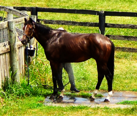 HorseID: 2300055 Tiz Rye Time - PhotoID: 1081465