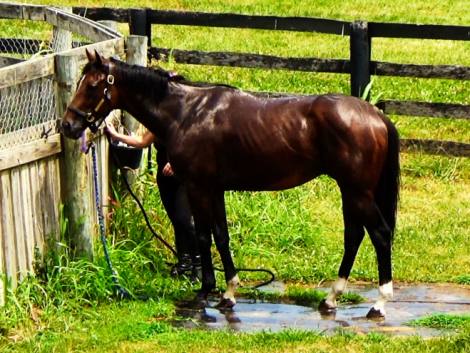 HorseID: 2300055 Tiz Rye Time - PhotoID: 1081466