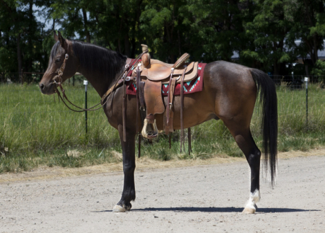 HorseID: 2300070 BLACKJACK - PhotoID: 1081494