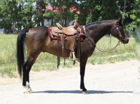 HorseID: 2300070 BLACKJACK - PhotoID: 1081495