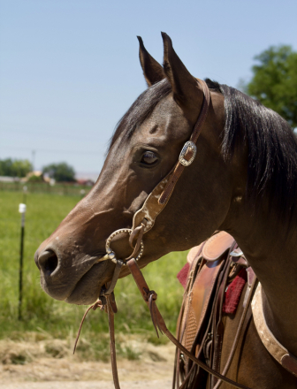 HorseID: 2300070 BLACKJACK - PhotoID: 1081496