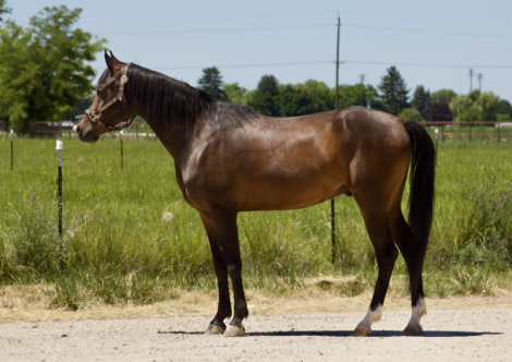 HorseID: 2300070 BLACKJACK - PhotoID: 1081497