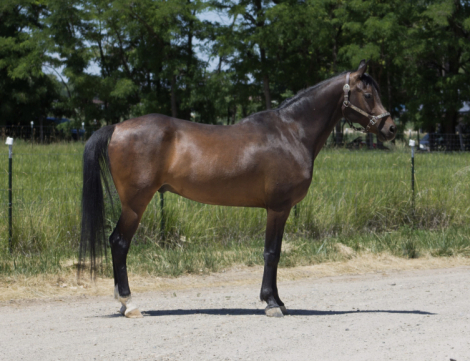 HorseID: 2300070 BLACKJACK - PhotoID: 1081498