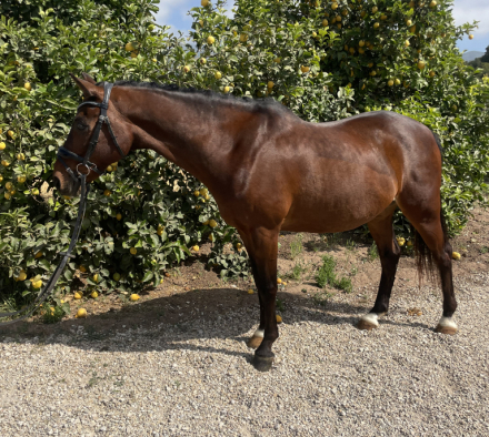 HorseID: 2300074 Moscombe Sirius - PhotoID: 1081504