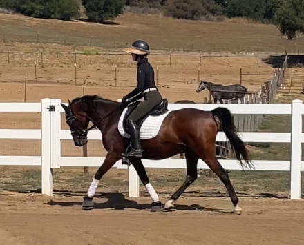 HorseID: 2300074 Moscombe Sirius - PhotoID: 1081505