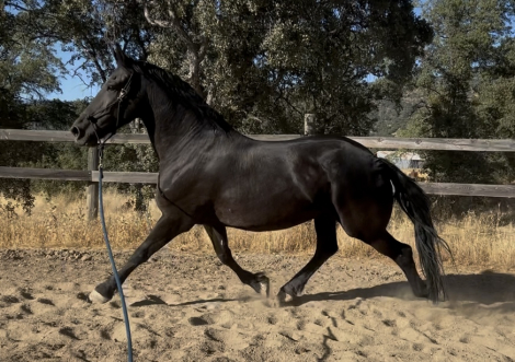 HorseID: 2300088 Pearl - PhotoID: 1081529