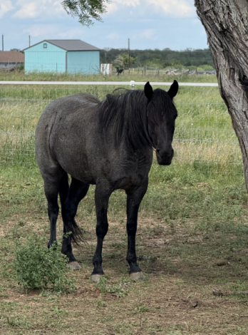 HorseID: 2300147 FS Bogie Boogaloo - PhotoID: 1081577