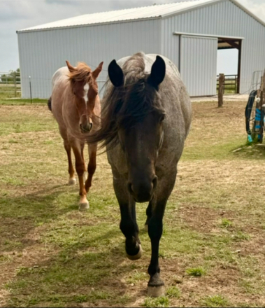 HorseID: 2300147 FS Bogie Boogaloo - PhotoID: 1081578