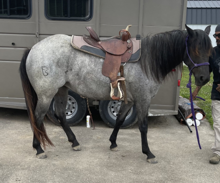 HorseID: 2300147 FS Bogie Boogaloo - PhotoID: 1081579