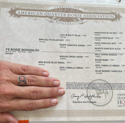 HorseID: 2300147 FS Bogie Boogaloo - PhotoID: 1081580