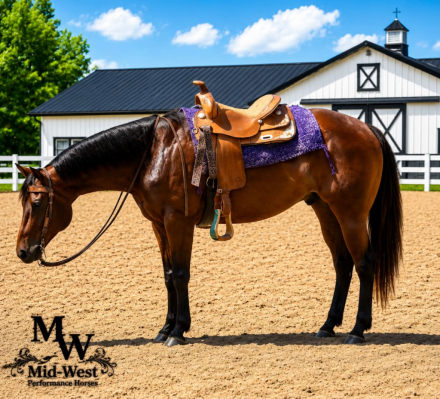 HorseID: 2300157 ITSALLABOUTHESOUTH - PhotoID: 1098378