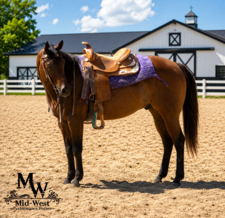 HorseID: 2300157 ITSALLABOUTHESOUTH - PhotoID: 1098380