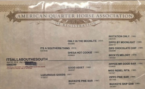 HorseID: 2300157 ITSALLABOUTHESOUTH - PhotoID: 1098381