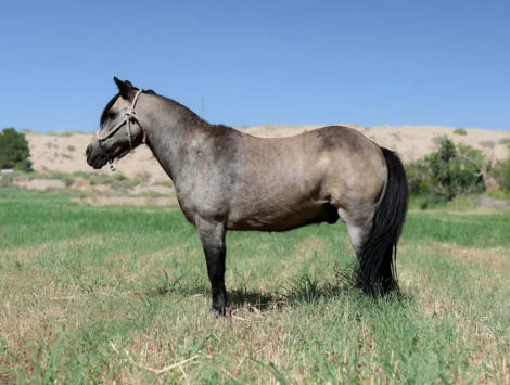HorseID: 2300157 KUZCO - PhotoID: 1098379