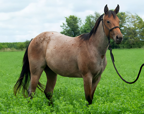 HorseID: 2300170 DRIFTING BAR FOX - PhotoID: 1081593