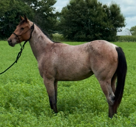 HorseID: 2300170 DRIFTING BAR FOX - PhotoID: 1081594