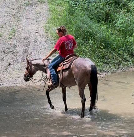 HorseID: 2300170 DRIFTING BAR FOX - PhotoID: 1081595