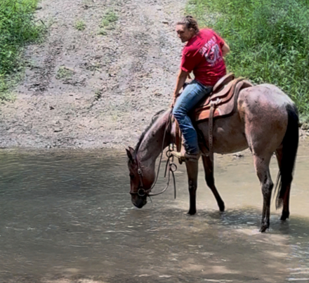 HorseID: 2300170 DRIFTING BAR FOX - PhotoID: 1081596