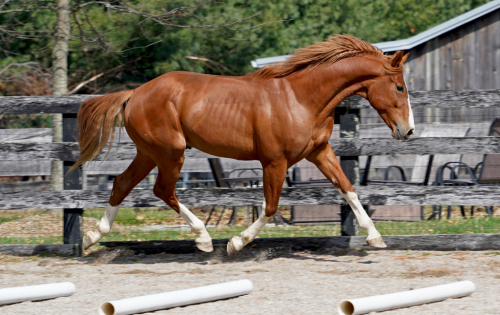 HorseID: 2300210 Raichle CFK - PhotoID: 1081682