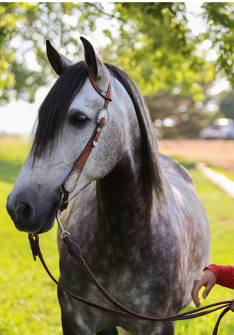 HorseID: 2300250 Xateo SMDR - PhotoID: 1081722