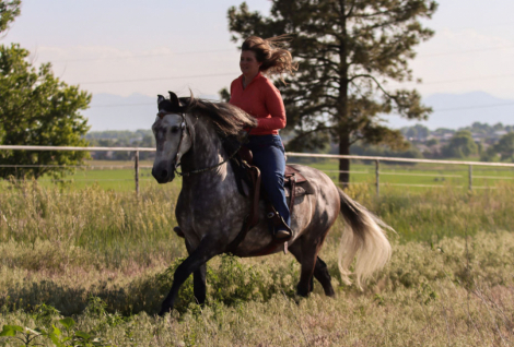 HorseID: 2300250 Xateo SMDR - PhotoID: 1081723