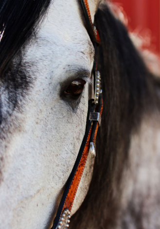 HorseID: 2300250 Xateo SMDR - PhotoID: 1081725