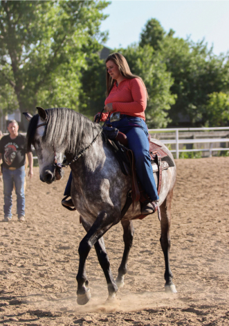 HorseID: 2300250 Xateo SMDR - PhotoID: 1081726