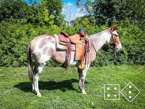 HorseID: 2300266 PARADICE'S LOLA - PhotoID: 1081739