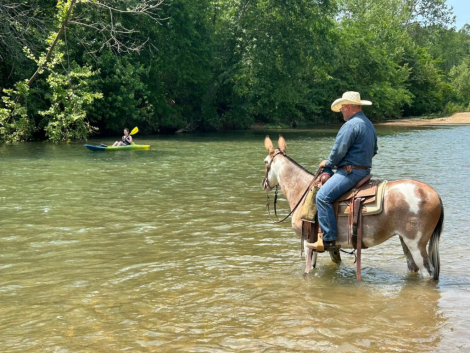 HorseID: 2300266 PARADICE'S LOLA - PhotoID: 1081740