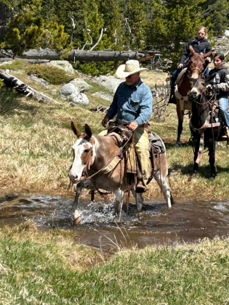 HorseID: 2300266 PARADICE'S LOLA - PhotoID: 1081741