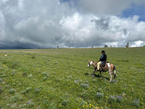 HorseID: 2300266 PARADICE'S LOLA - PhotoID: 1081742