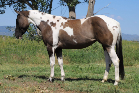 HorseID: 2300282 ROLEXS DRUMMER GIRL - PhotoID: 1081761