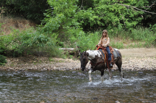 HorseID: 2300282 ROLEXS DRUMMER GIRL - PhotoID: 1081763