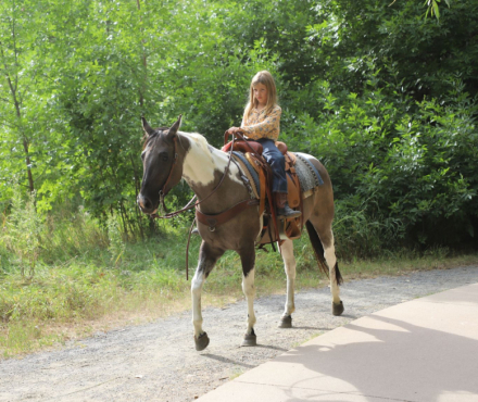 HorseID: 2300282 ROLEXS DRUMMER GIRL - PhotoID: 1081764