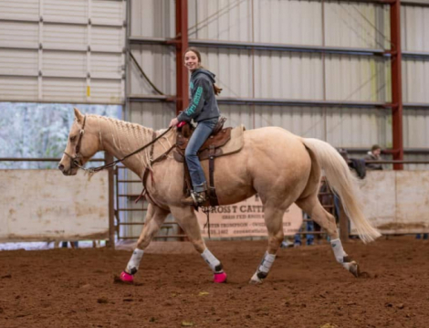 HorseID: 2300310 SON OF A PROSECUTOR - PhotoID: 1081778